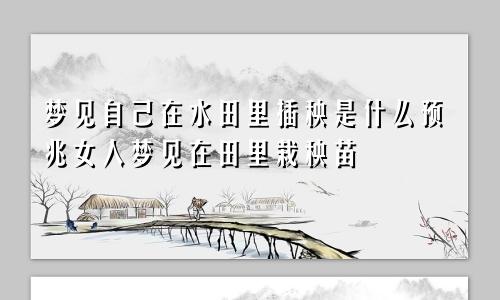 梦见自己在水田里插秧是什么预兆女人梦见在田里栽秧苗