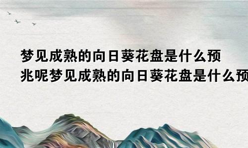 梦见成熟的向日葵花盘是什么预兆呢梦见成熟的向日葵花盘是什么预兆解梦