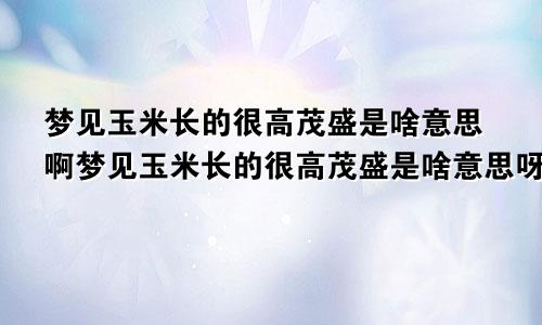 梦见玉米长的很高茂盛是啥意思啊梦见玉米长的很高茂盛是啥意思呀