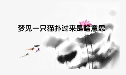 梦见一只猫扑过来是啥意思