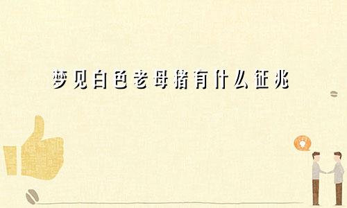 梦见白色老母猪有什么征兆