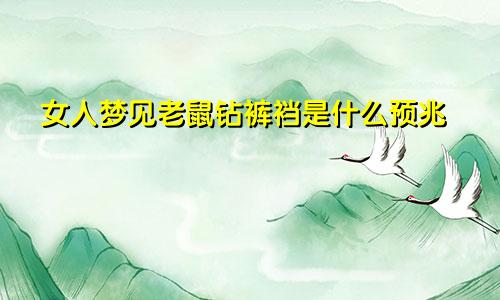 女人梦见老鼠钻裤裆是什么预兆