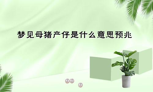 梦见母猪产仔是什么意思预兆