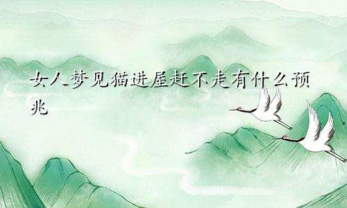 女人梦见猫进屋赶不走有什么预兆