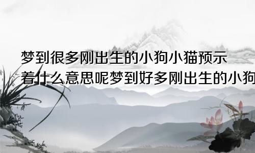 梦到很多刚出生的小狗小猫预示着什么意思呢梦到好多刚出生的小狗小猫