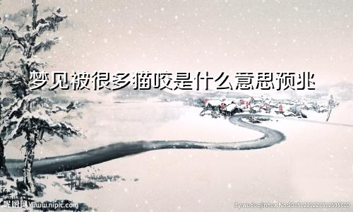 梦见被很多猫咬是什么意思预兆
