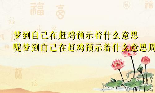 梦到自己在赶鸡预示着什么意思呢梦到自己在赶鸡预示着什么意思周公解梦