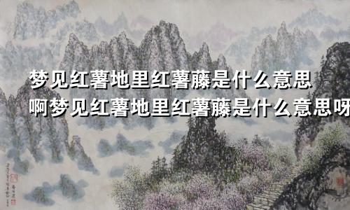 梦见红薯地里红薯藤是什么意思啊梦见红薯地里红薯藤是什么意思呀