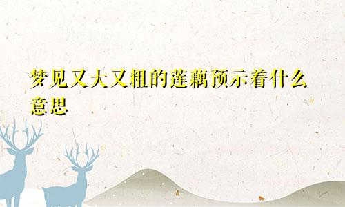 梦见又大又粗的莲藕预示着什么意思