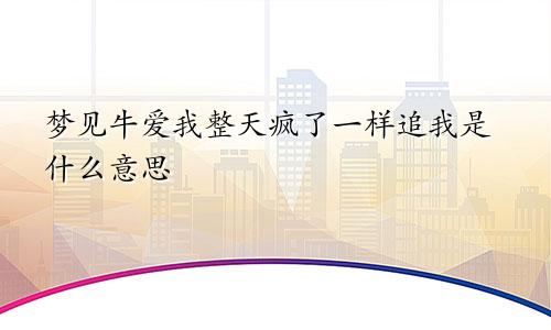 梦见牛爱我整天疯了一样追我是什么意思