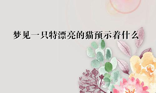 梦见一只特漂亮的猫预示着什么