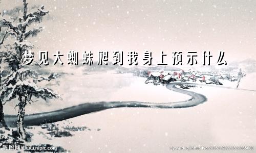 梦见大蜘蛛爬到我身上预示什么