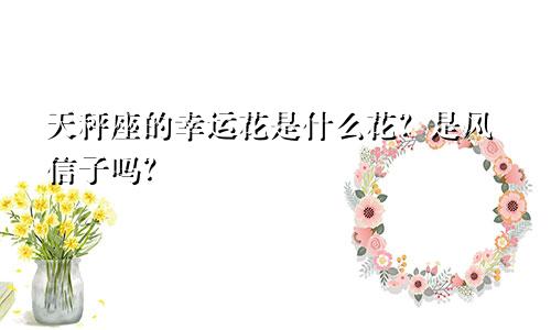 天秤座的幸运花是什么花?是风信子吗?