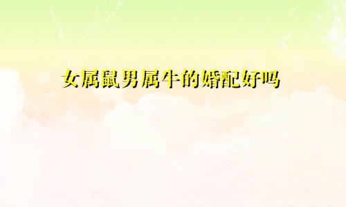 女属鼠男属牛的婚配好吗