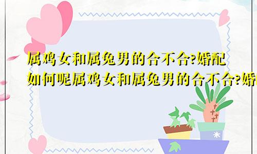 属鸡女和属兔男的合不合?婚配如何呢属鸡女和属兔男的合不合?婚配如何化解