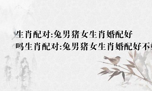 生肖配对:兔男猪女生肖婚配好吗生肖配对:兔男猪女生肖婚配好不好