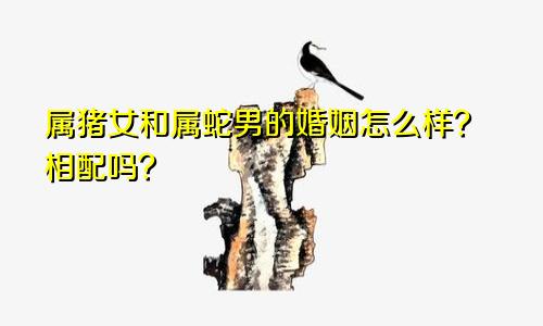 属猪女和属蛇男的婚姻怎么样？相配吗？