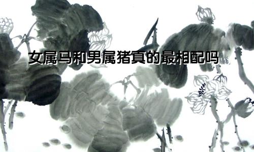 女属马和男属猪真的最相配吗