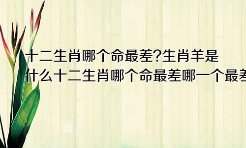 十二生肖哪个命最差?生肖羊是什么十二生肖哪个命最差哪一个最差?