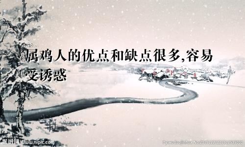 属鸡人的优点和缺点很多,容易受诱惑