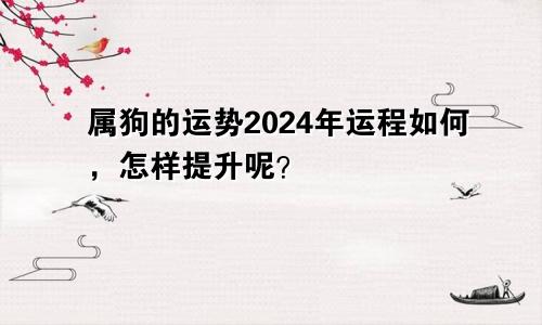 属狗的运势2024年运程如何，怎样提升呢？