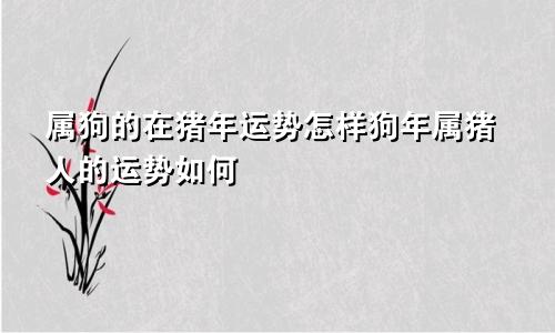 属狗的在猪年运势怎样狗年属猪人的运势如何