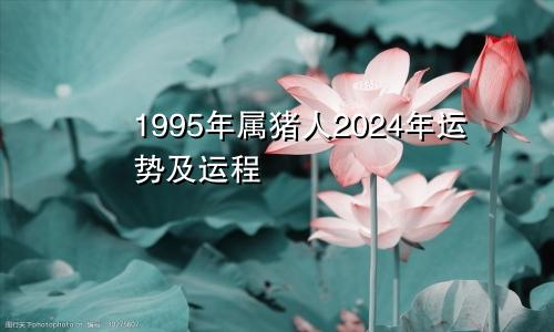 1995年属猪人2024年运势及运程
