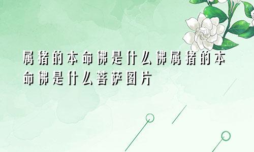 属猪的本命佛是什么佛属猪的本命佛是什么菩萨图片