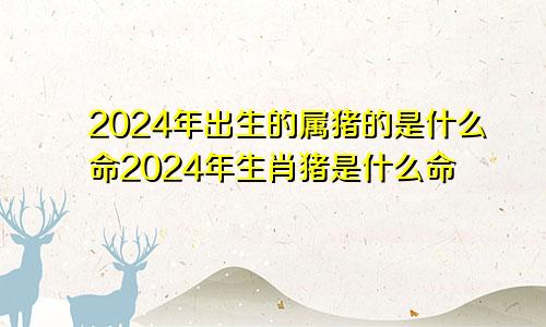 2024年出生的属猪的是什么命2024年生肖猪是什么命