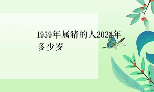 1959年属猪的人2024年多少岁