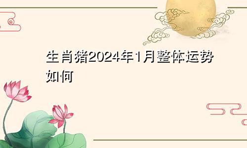 生肖猪2024年1月整体运势如何