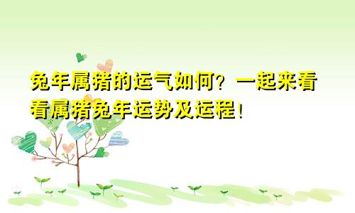 兔年属猪的运气如何？一起来看看属猪兔年运势及运程！