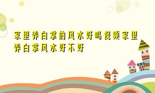 家里养白掌的风水好吗视频家里养白掌风水好不好