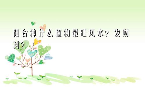 阳台种什么植物最旺风水？发财树？