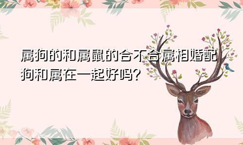 属狗的和属鼠的合不合属相婚配狗和属在一起好吗？