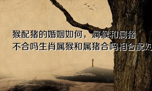 猴配猪的婚姻如何，属猴和属猪不合吗生肖属猴和属猪合吗相合配对指数查询