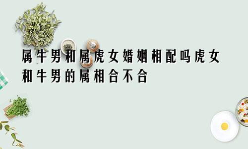 属牛男和属虎女婚姻相配吗虎女和牛男的属相合不合