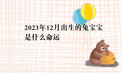 2023年12月出生的兔宝宝是什么命运