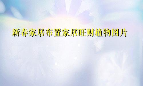 新春家居布置家居旺财植物图片