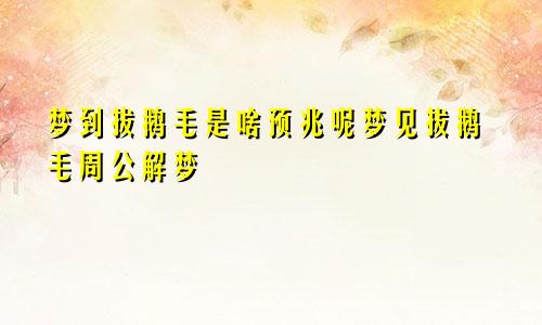 梦到拔鹅毛是啥预兆呢梦见拔鹅毛周公解梦
