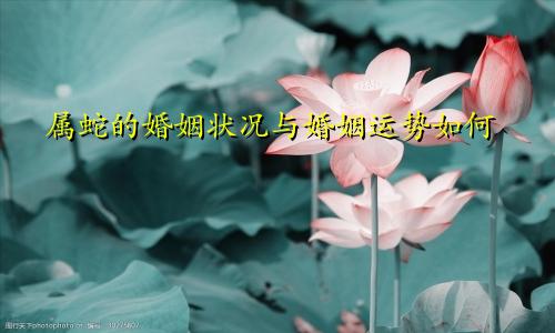 属蛇的婚姻状况与婚姻运势如何