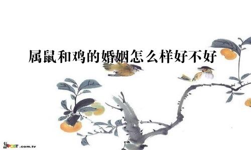 属鼠和鸡的婚姻怎么样好不好