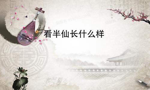 看半仙长什么样