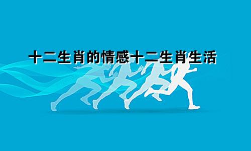 十二生肖的情感十二生肖生活