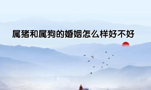 属猪和属狗的婚姻怎么样好不好