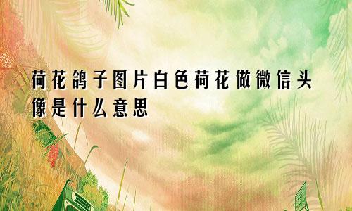 荷花鸽子图片白色荷花做微信头像是什么意思